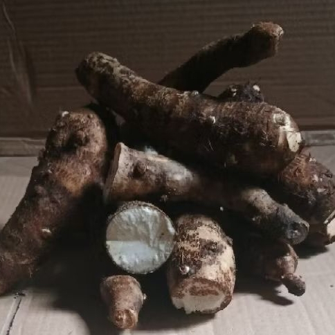 

Umbi Talas Gajah Puleun dangat bergizi bersih sehat Isi 1 kg