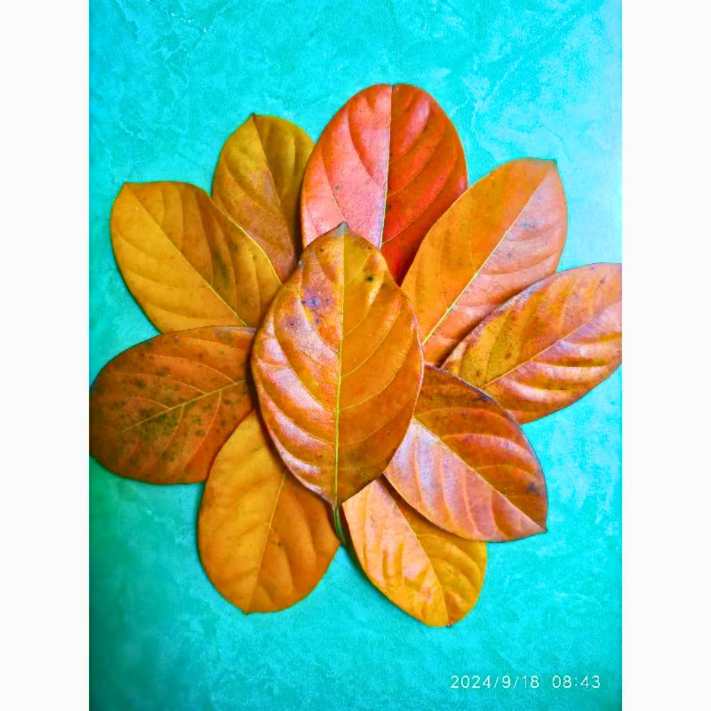 

DAUN NANGKA KERING OBAT HERBAL