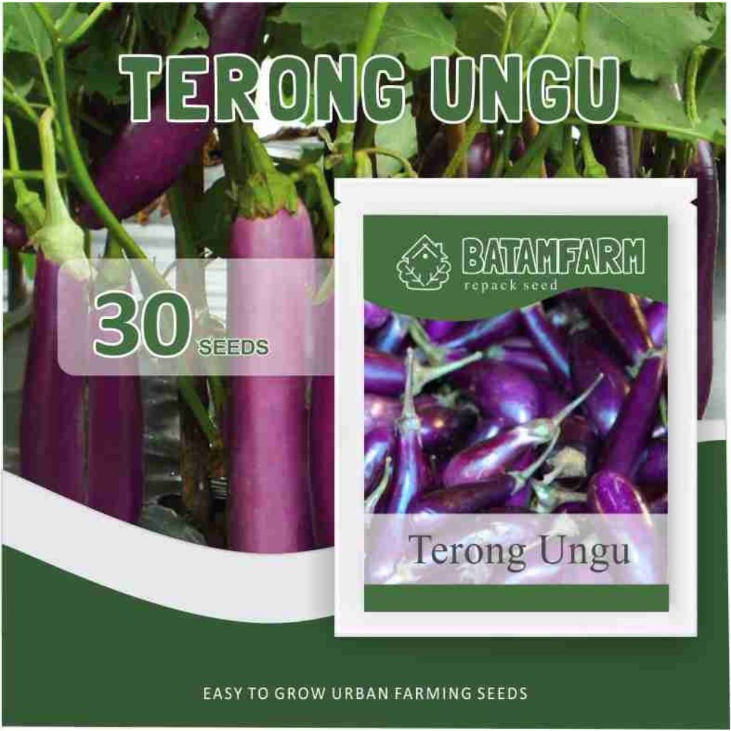Benih Terong Ungu Panjang Unggul Hibrida