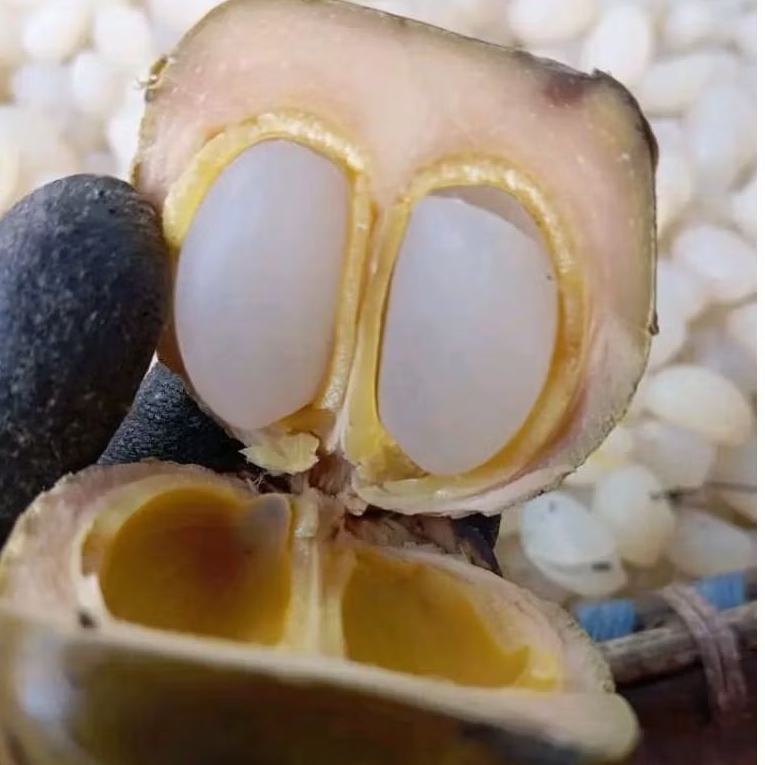 

Promo Kolang kaling mentah 1kg kolang kaling fresh/caruluk/cangkaleng
