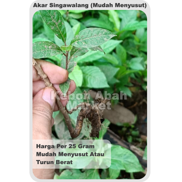 

Jual Akar Singa Walang Singawalang Singo Singowalang Segar Mudah Kering 25 Gram Petiveria alliacea L.