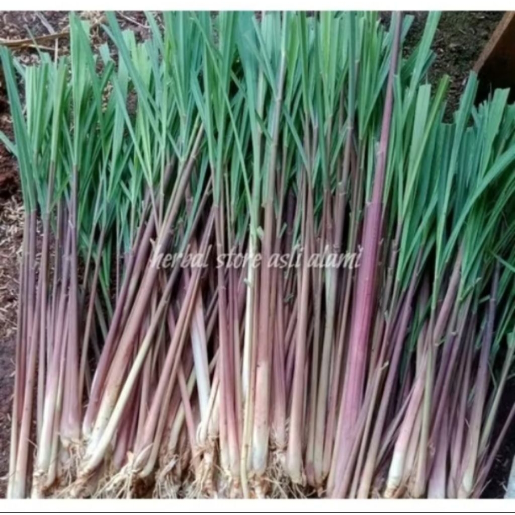 

Sereh Merah Atau Sereh Wang Segar 1Kg