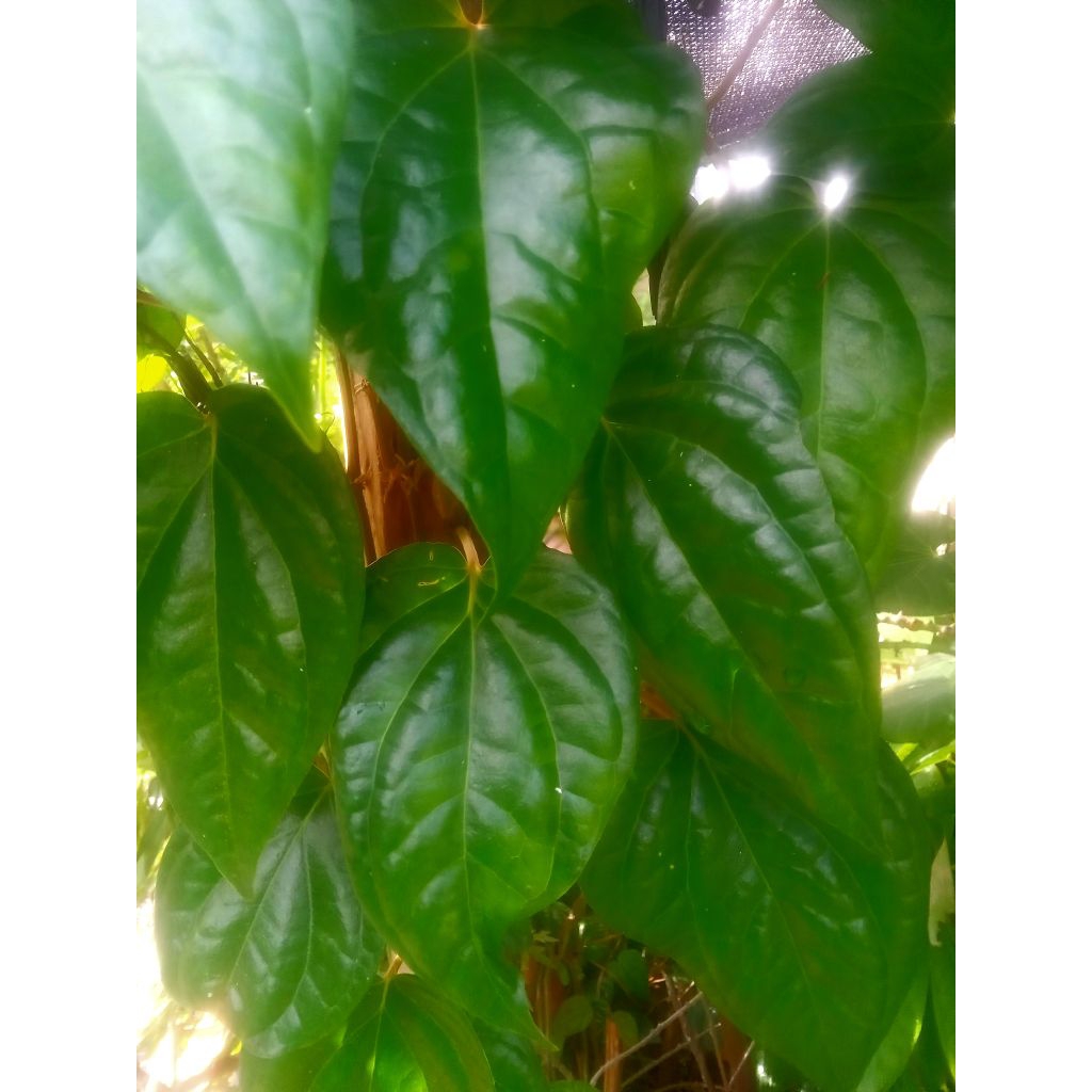 

50 lembar daun sirih Segar dipetik ketika order masuk