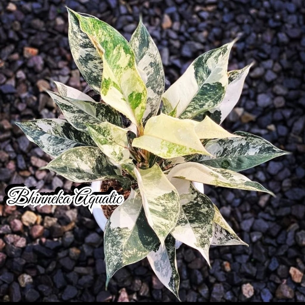 Tanaman Hias Aglonema Siam Jade Variegata Varigata Aglaonema Variegated Real Pict Murah Ekonomis