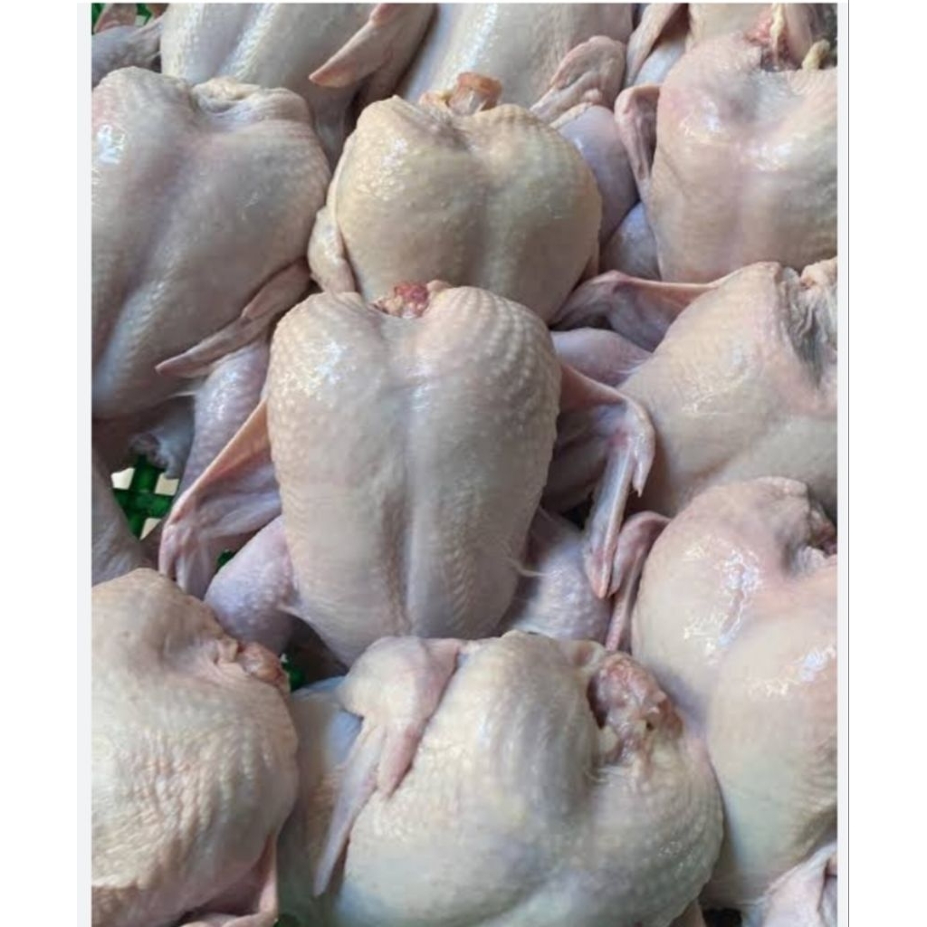 

Ayam 1 ekor