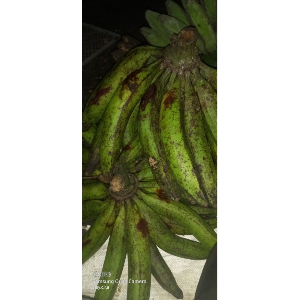 

2kg pisang tanduk/bawen organik gorengan kukus rebus kripik