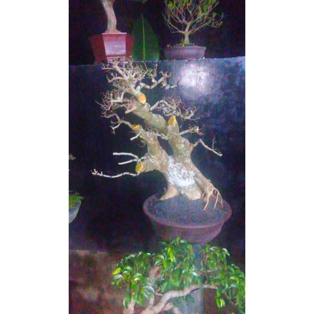 Tanaman Hias Bonsai Serut