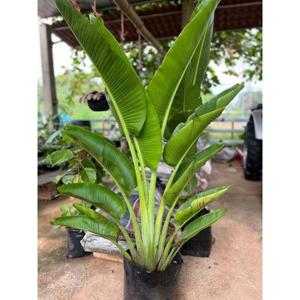 tanaman hias pisang kipas - pohon pisang kipas - bibit pisang kipas