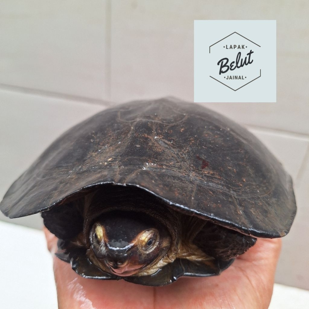 kura pipi putih ( piput ) sehat aktif bergaransi 100%