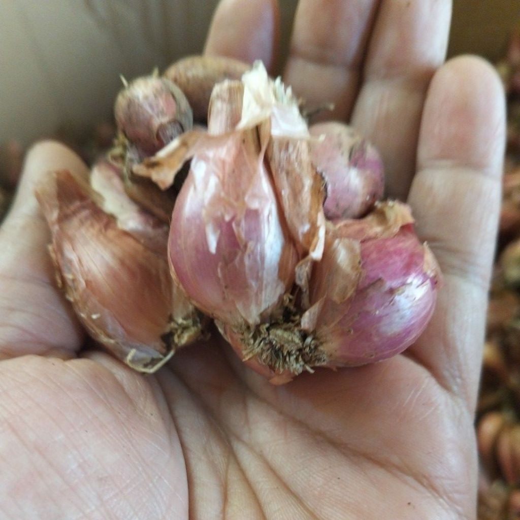 

Bawang merah 1kg
