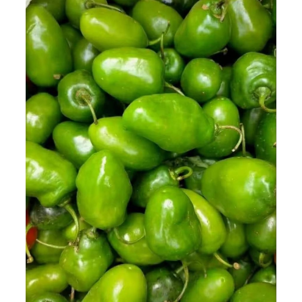 

CABE GENDOT SEGAR VIRAL TERMURAH!!