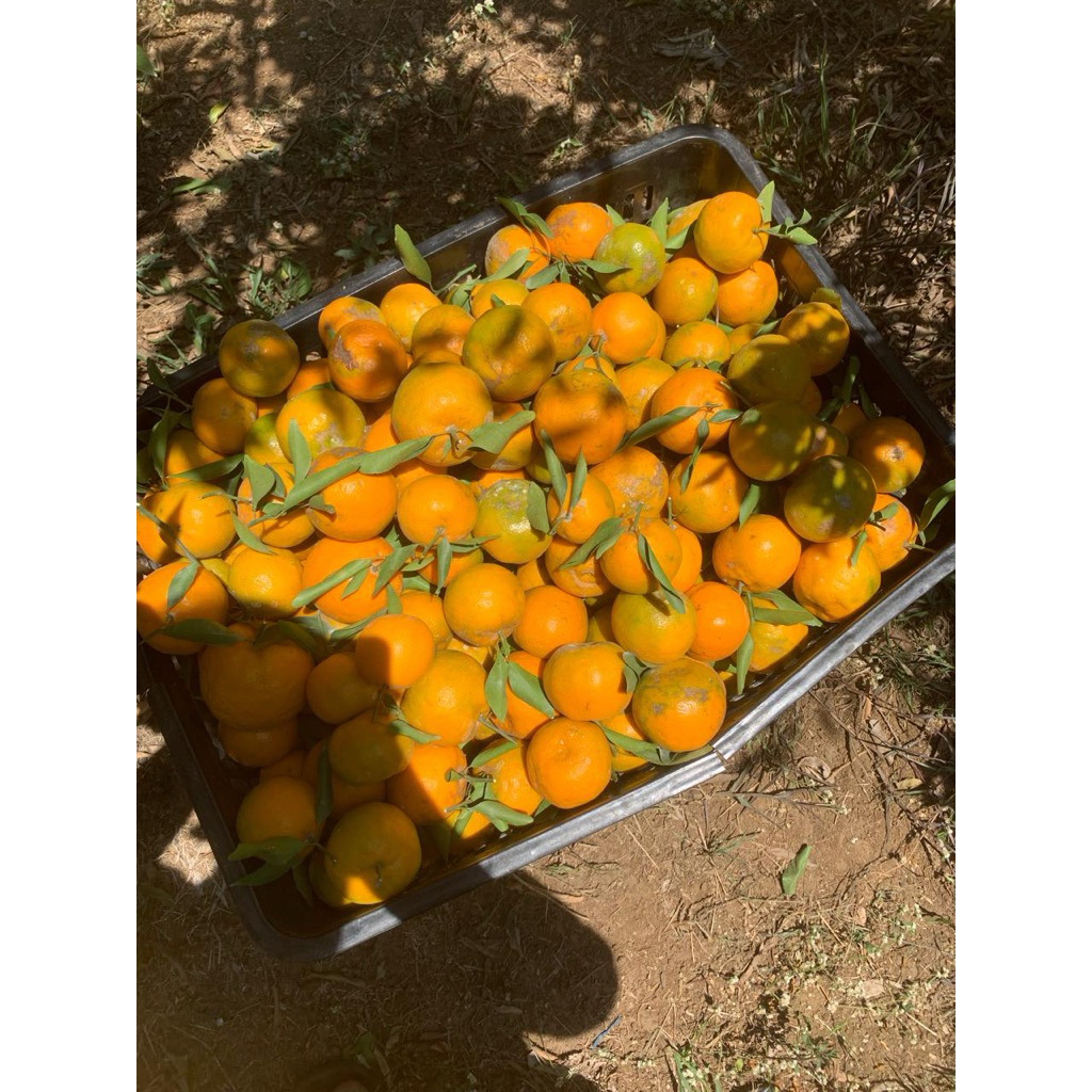 

Jeruk Siem Madu Malang