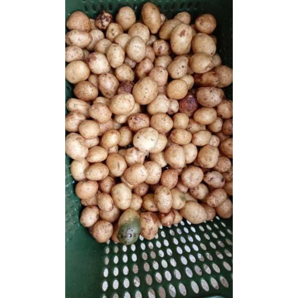 

kentang baby/kentang kecil 250g