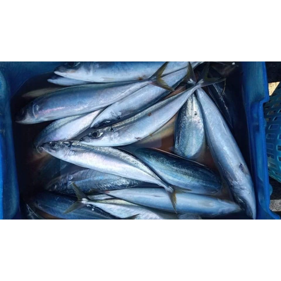 

Ikan Salem Layang Ikan Layang Jumbo Segar 1Kg