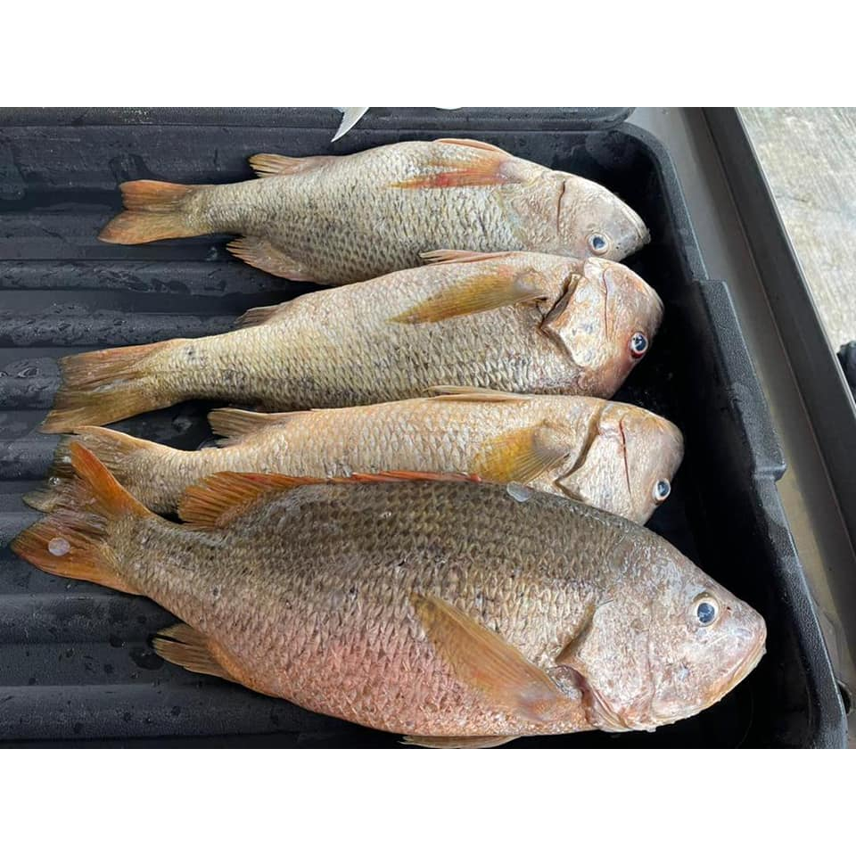 

Ikan Kakap Merah Segar Ikan Kakap Merah jenaha Ikan Jenaha 1Kg