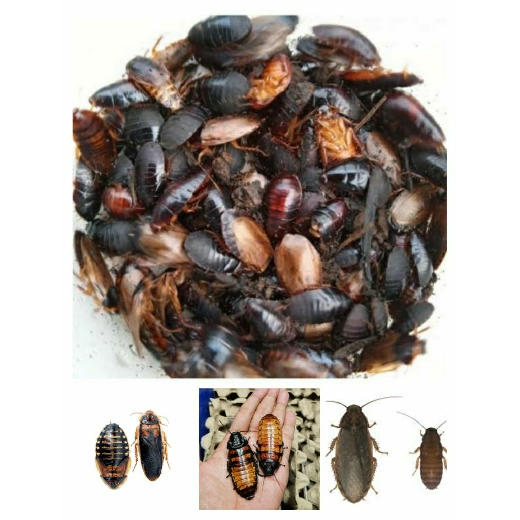 BERBAGAI MACAM JENIS KECOA SIZE PAKAN DAN INDUKAN SIAP BREEDING / KECOA MADAGASKAR / KECOA DUBIA / K