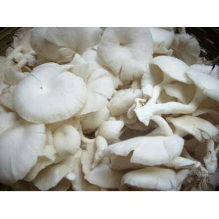 

Jamur tiram 250 gram