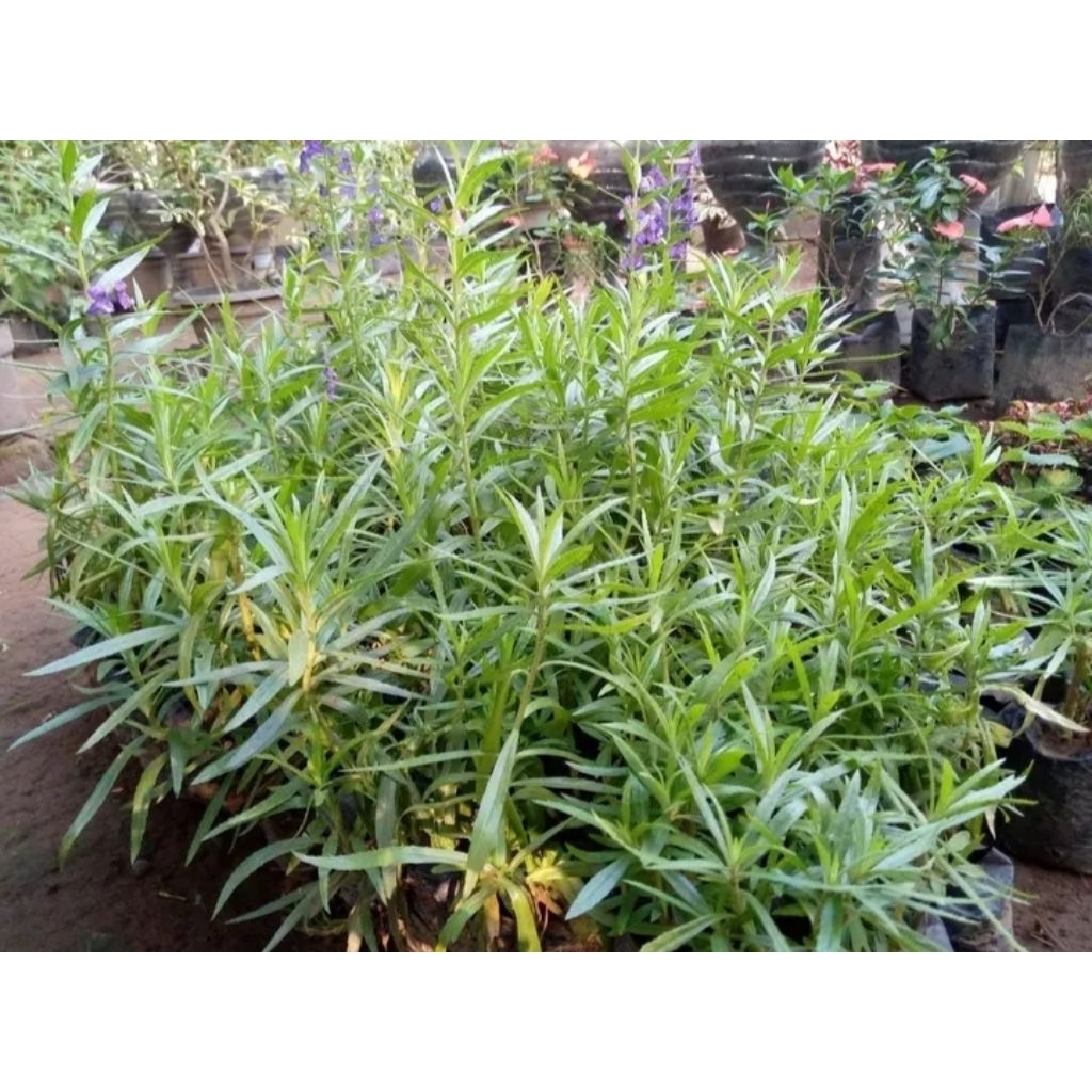 Bibit Bunga Lavender