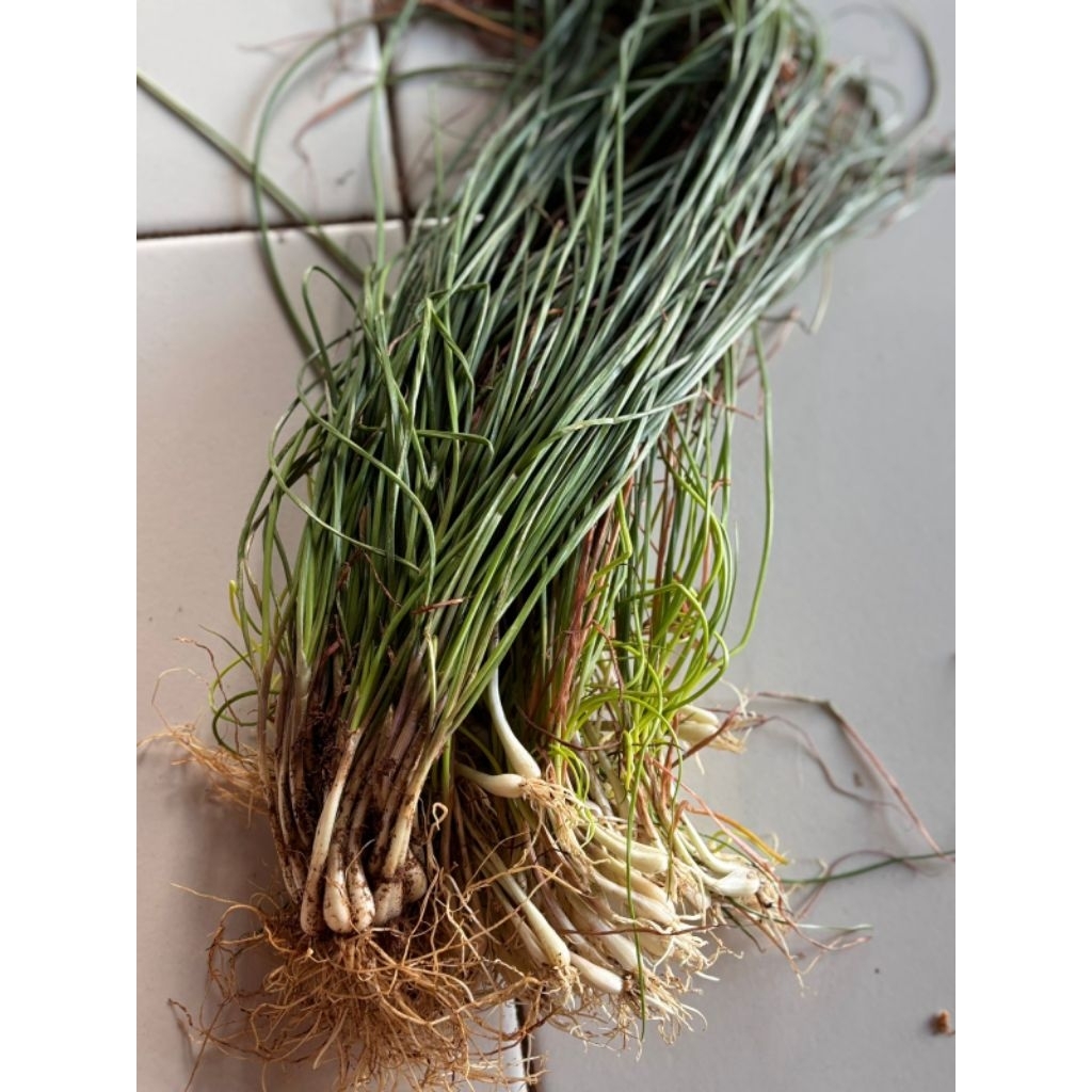 

BAWANG KUNCAI SEGAR 1kg