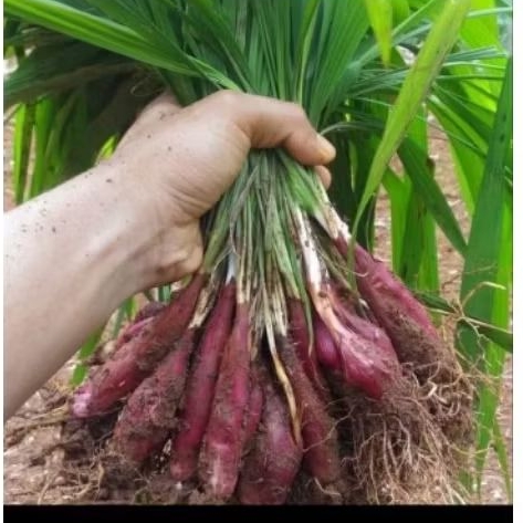 

bawang dayak murah /1 kg