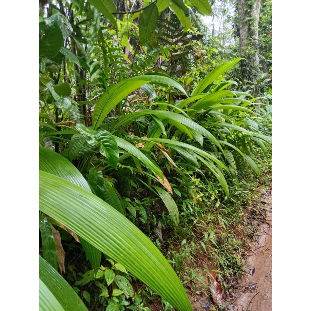 

daun congkok/marasi bungkus bakcang 10 lembar