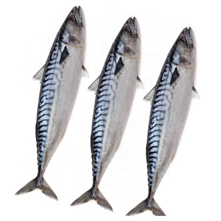 

Ikan Salem Makarel Segar Ikan Makarel Mackerel Ikan Saba 1Kg
