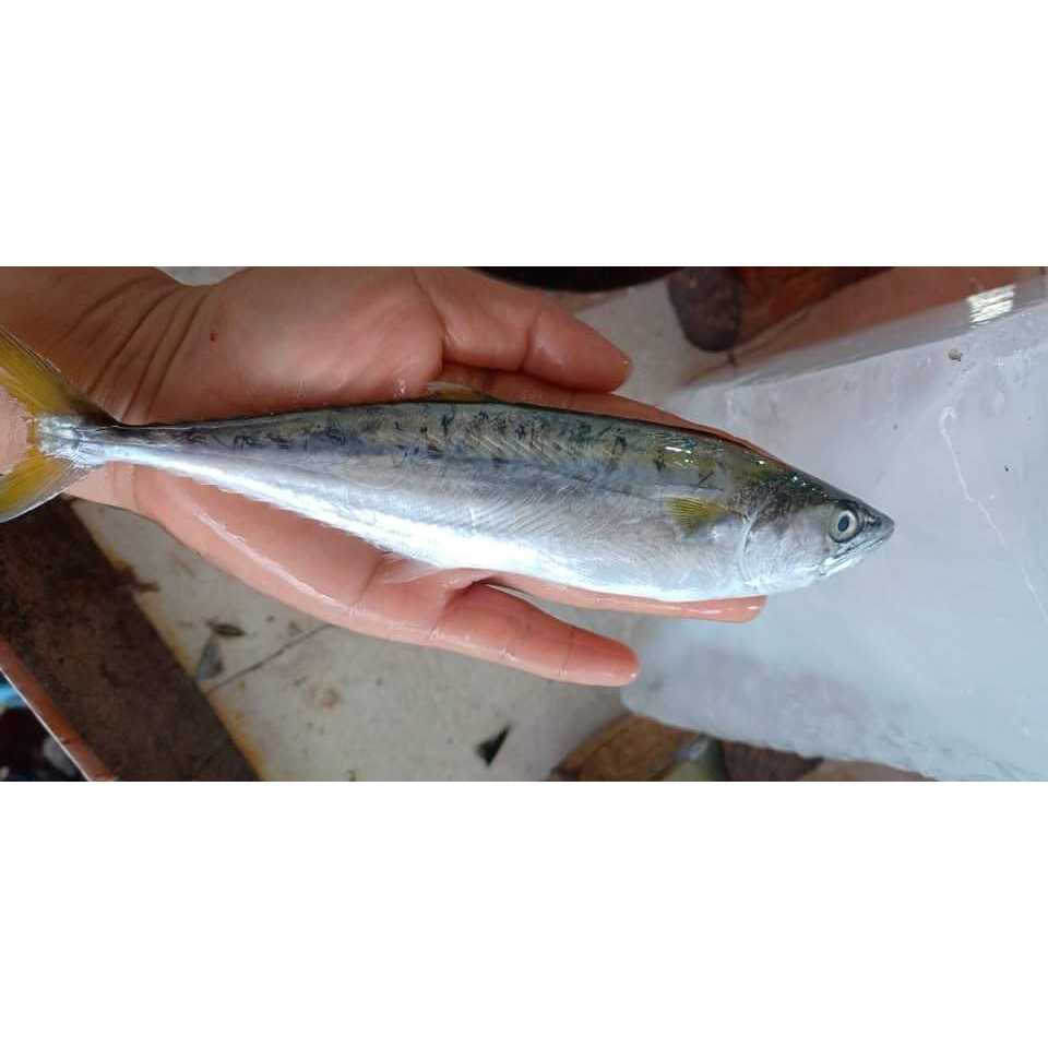 

Ikan Tenggiri Segar Ikan Tenggiri Baby 1Kg