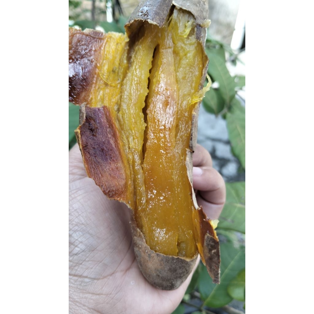 

UBICILEMBUOVEN manis,legit,lumer