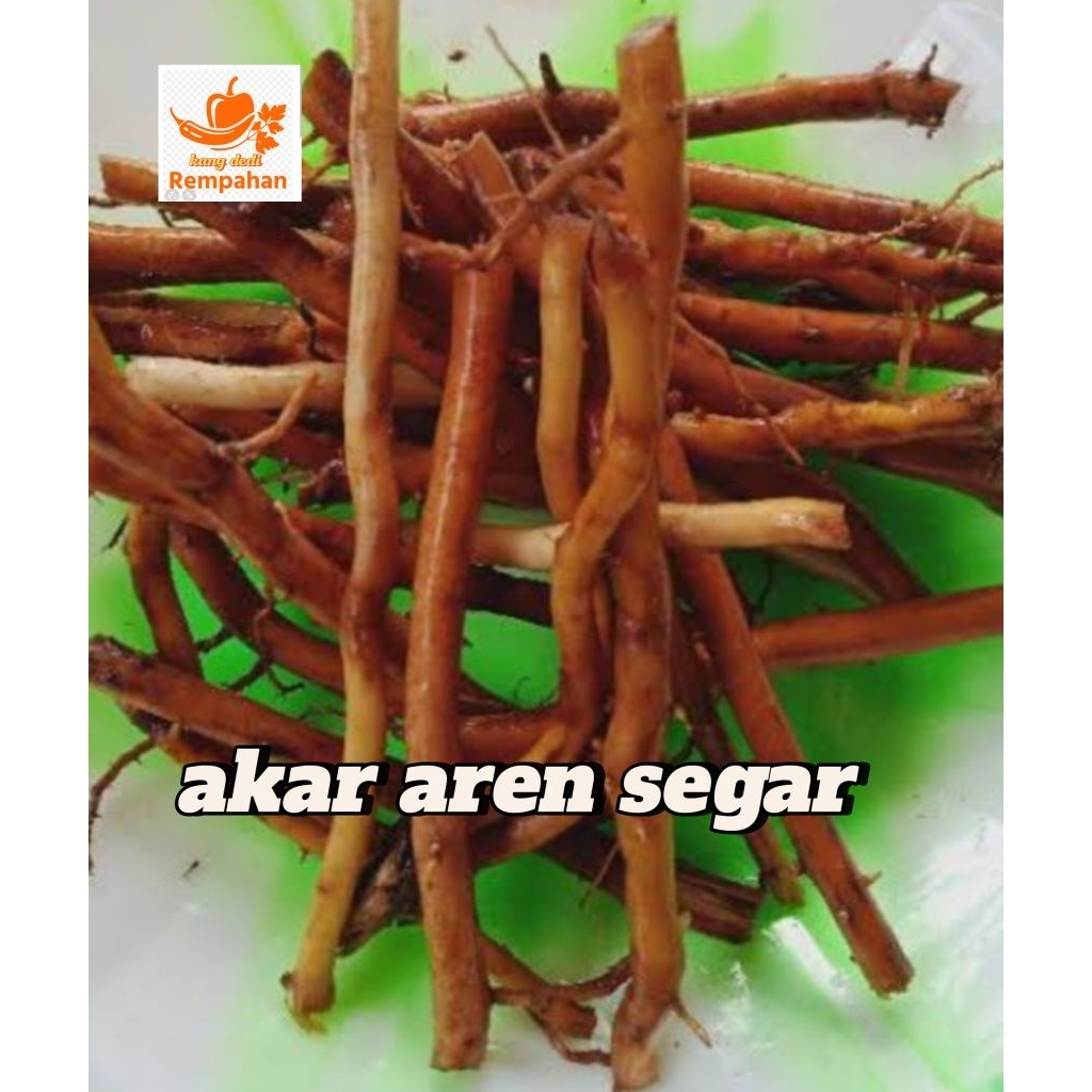 

akar aren segar fresh 500grm