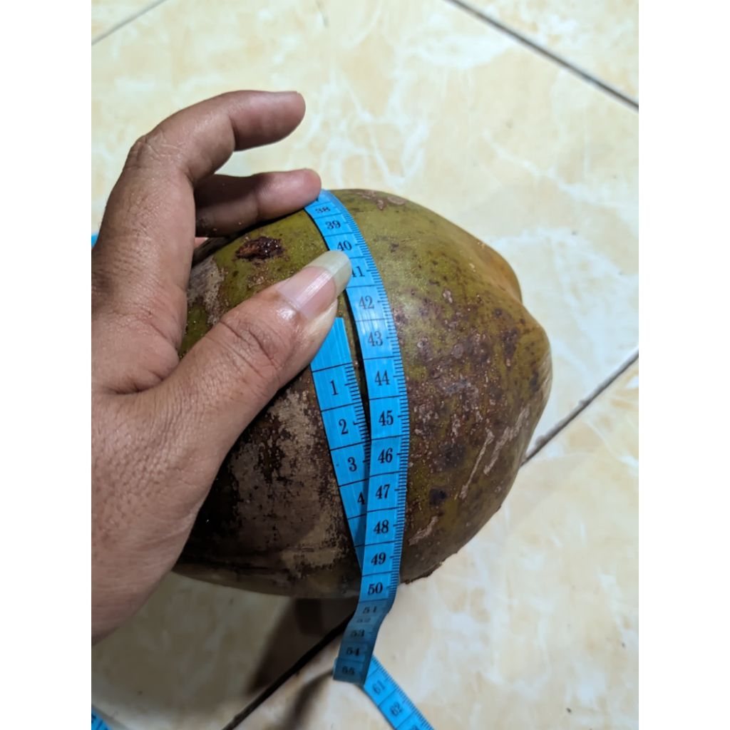 

Kelapa Kopyor Murah Ukuran Kecil Isi Tebal