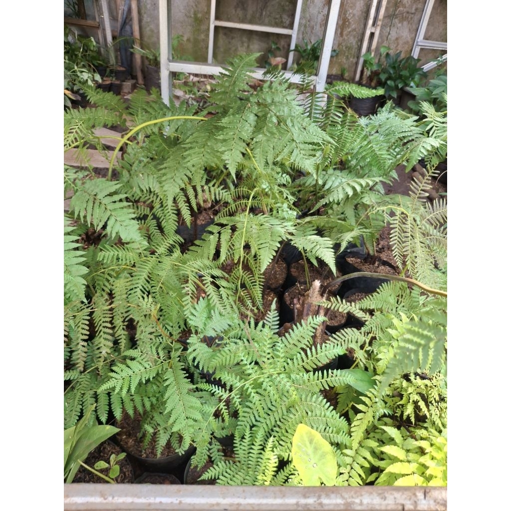 Pohon pakis monyet - Pohon Pakis hutan