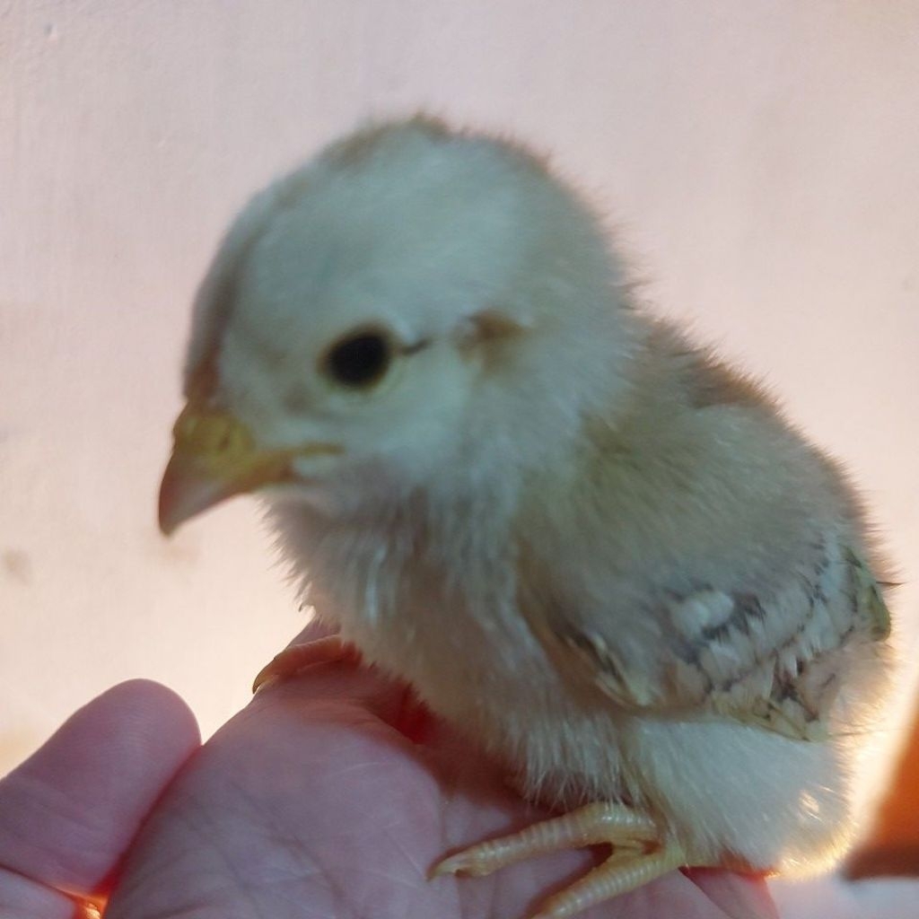 DOC Ayam Kampung Yudistira