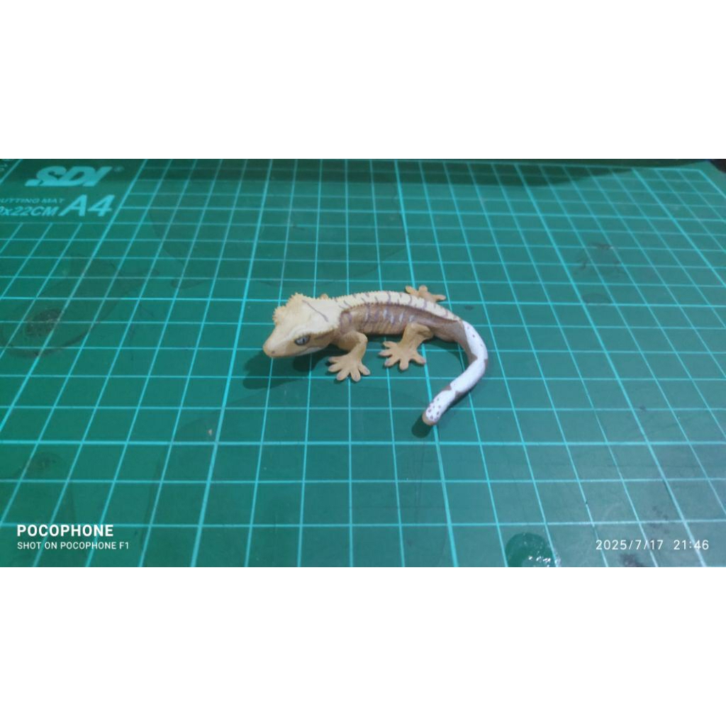 Kaiyodo Capsule Q Museum Crested Gecko
