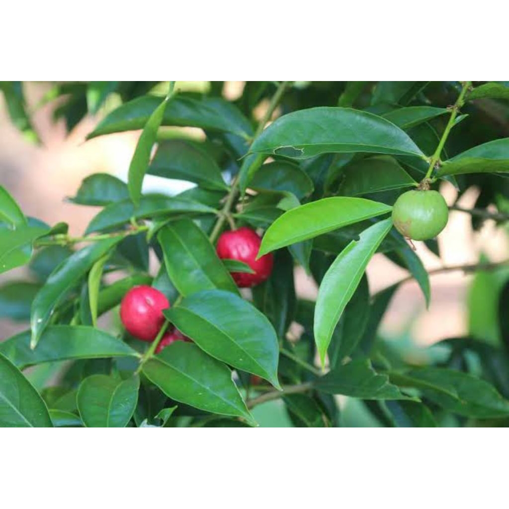 

buah mahkota dewa segar per 1 pcs buah herbal