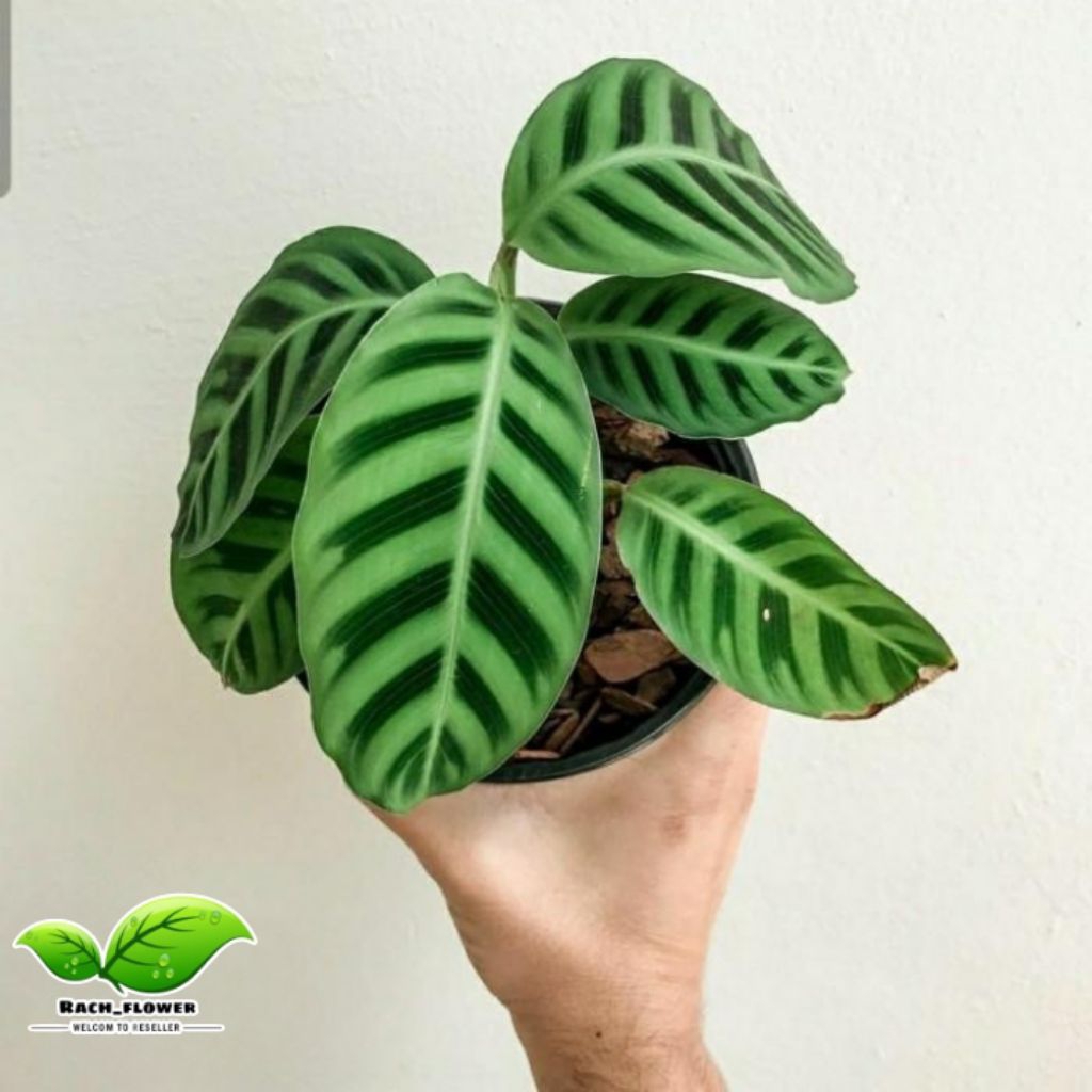 Calathea zebrina - tanaman calathea zebrina humilior