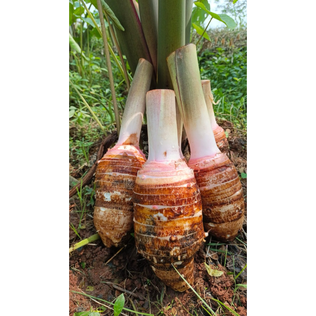 

Talas Bogor Pratama 2