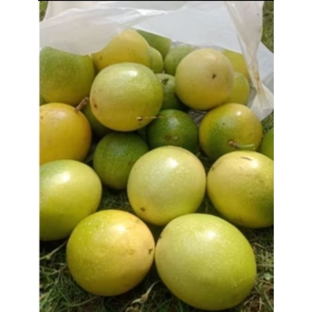 

buah markisa fresh per 1 buah markisa manis segar beli 5 gratis 1 beli 10 gratis 3