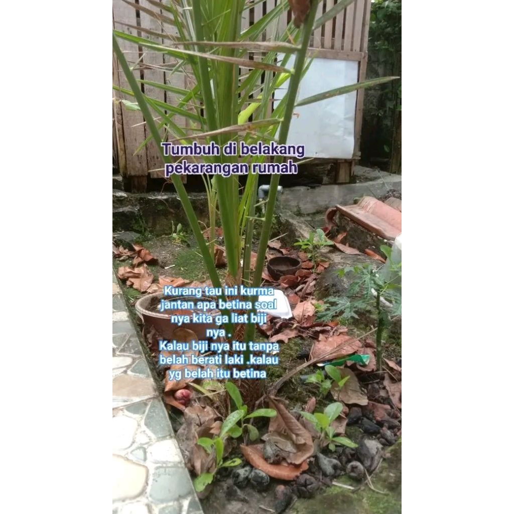 BIBIT KURMA AZWA....