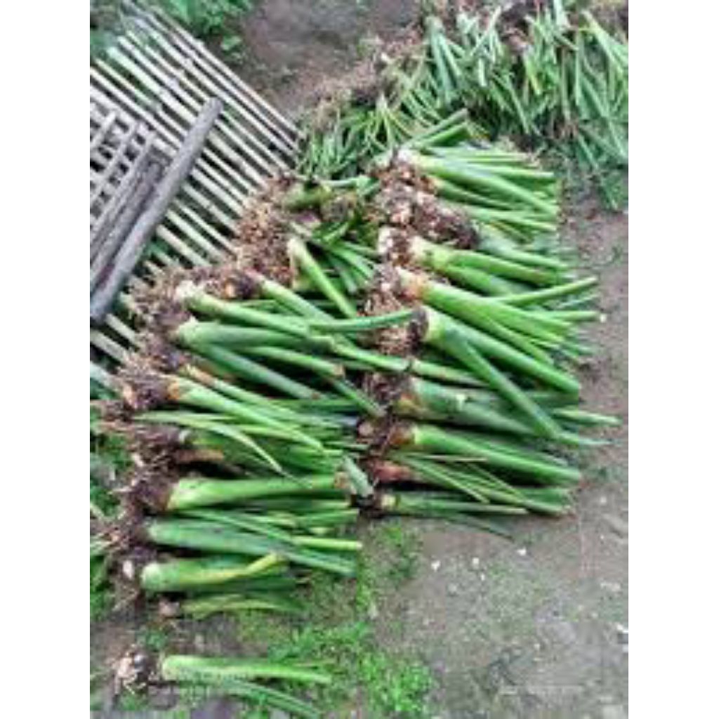 bibit talas beneng/talas kimpul isi 15