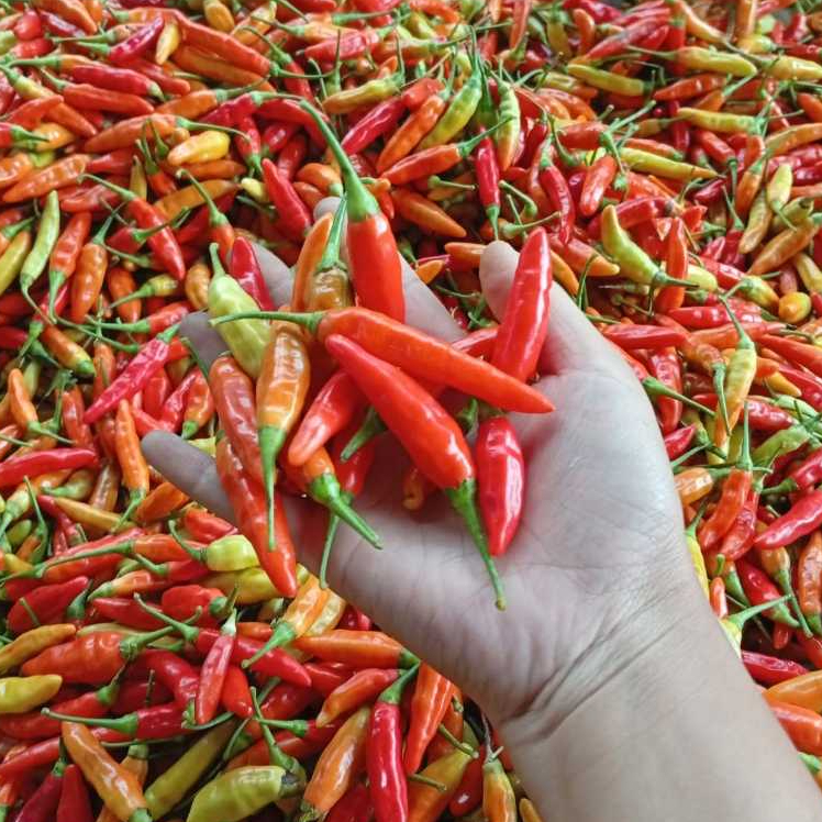 

Cabe Rawit Merah/Cabai Rawit Merah/CRM Segar 500gr.1kg