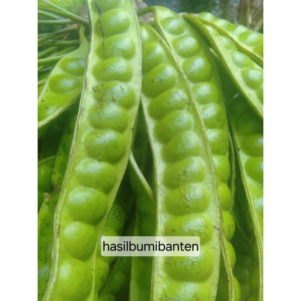

PETE PETAI PADI SUPER KULITAS TERBAIK ISI 10 PAPAN LONJOR TUA