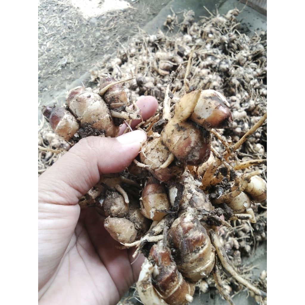 

kencur fresh segar kencur seblak jaminan tua