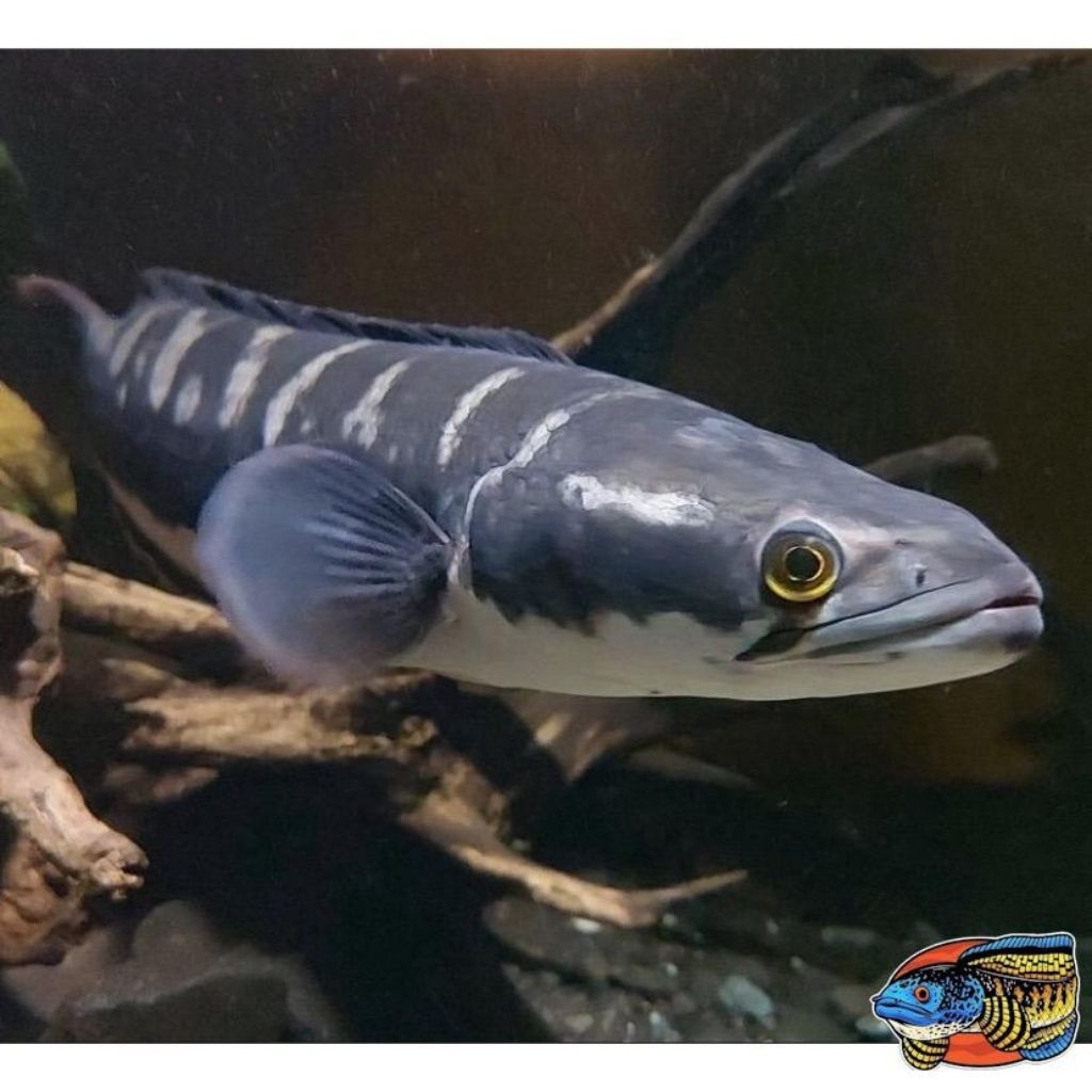 

Toman ori kalimantan 3-6cm beli 10bonus pelet