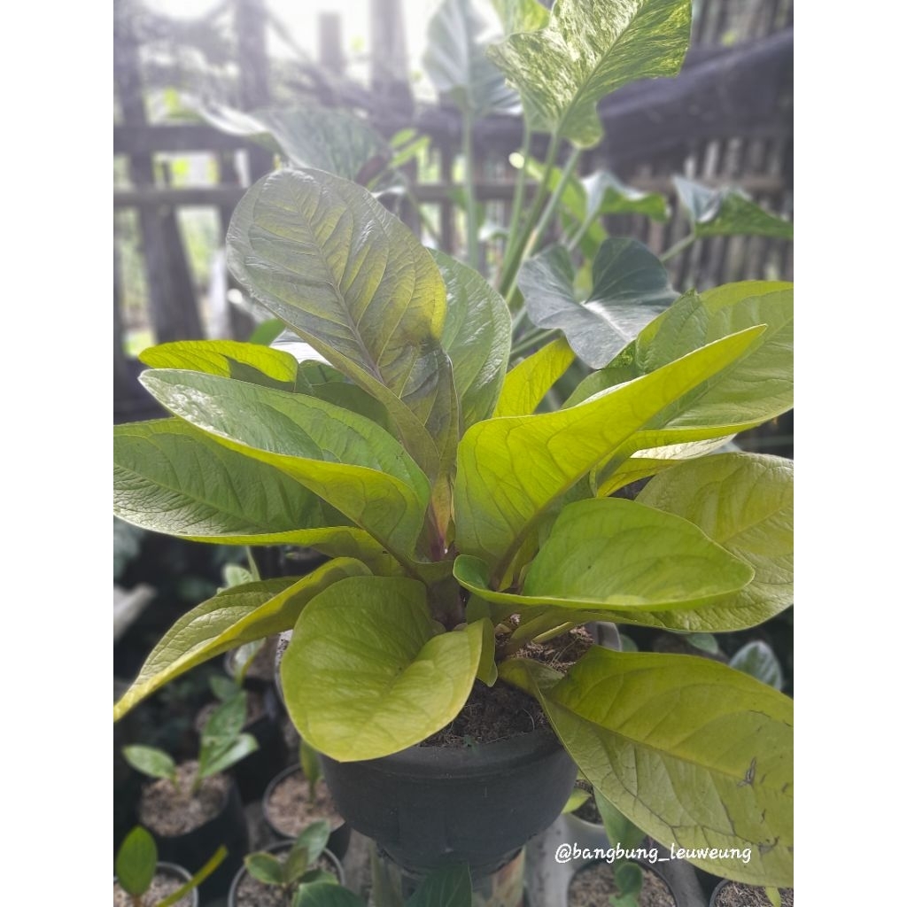 Jemani Golden Lemon / Golden Jaipong