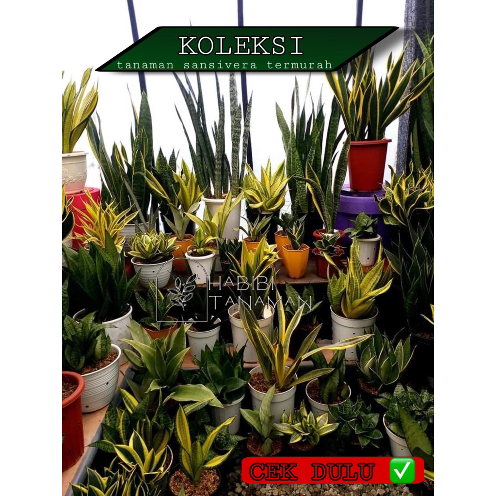 Tanaman Sansevieria Sansivera Lidah Mertua Indoor Pagoda Twister Tsunami Gold Flame Murah Bebas Pili