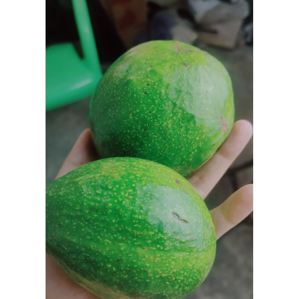 

stok alpukat mentega lampung hari ini.