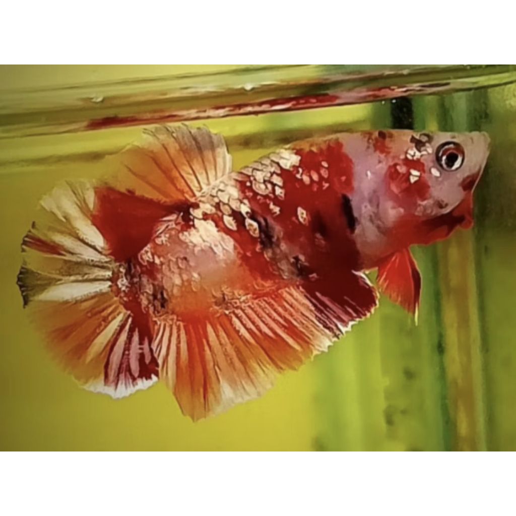 HIASAN AQUARIUM CUPANG NEMO COOPER / BISA COD
