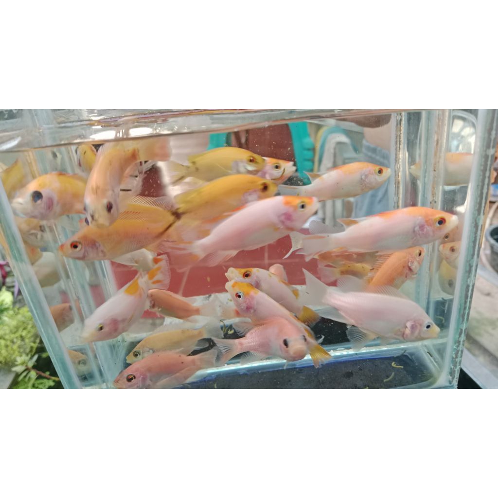 bibit ikan mujair nila ukuran 2 jari paket 20 ekor