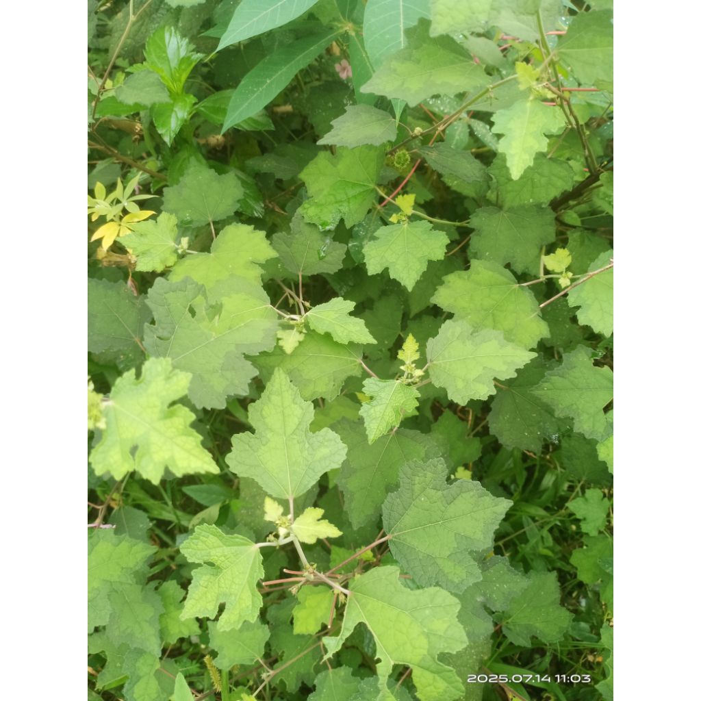 

daun pungpurutan/pungpulutan segar 250 gram