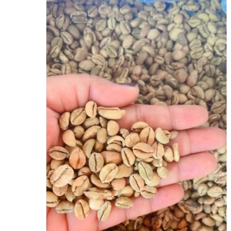 

biji kopi mentah kemasan ekonomis 100 gr dan 250 gr berkualitas kering pilihan 100% murni siap olah coffe robusta